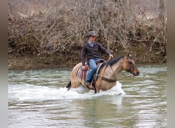 Tennessee walking horse, Gelding, 10 years, 16 hh, Buckskin