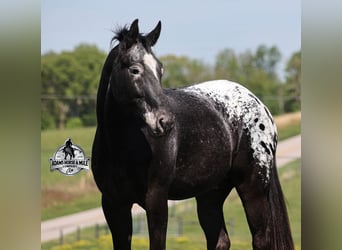 Tennessee walking horse, Gelding, 10 years, Black