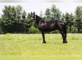 Tennessee walking horse, Gelding, 10 years, Black