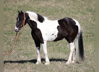 Tennessee walking horse, Gelding, 10 years, Tobiano-all-colors