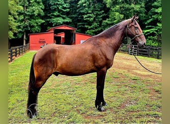 Tennessee walking horse, Gelding, 11 years, 14 hh, Black