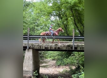 Tennessee walking horse, Gelding, 11 years, 14 hh, Sorrel