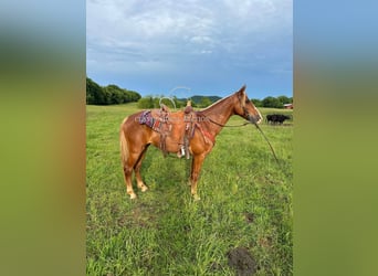 Tennessee walking horse, Gelding, 11 years, 14 hh, Sorrel