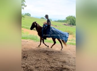 Tennessee walking horse, Gelding, 11 years, 14 hh, Sorrel