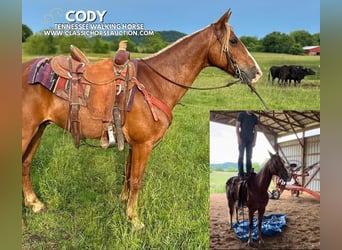 Tennessee walking horse, Gelding, 11 years, 14 hh, Sorrel