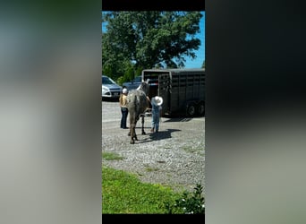 Tennessee walking horse, Gelding, 11 years, 14 hh, Tobiano-all-colors