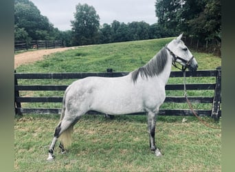 Tennessee Walking Horse, Wallach, 11 Jahre, 15 hh, Schimmel