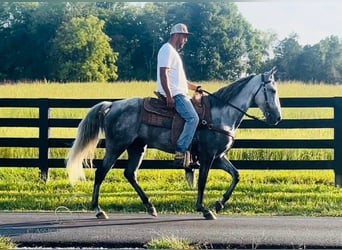 Tennessee Walking Horse, Wallach, 11 Jahre, 15 hh, Schimmel