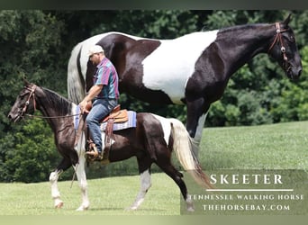 Tennessee walking horse, Gelding, 11 years, 15 hh, Tobiano-all-colors