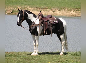 Tennessee walking horse, Gelding, 11 years, 16 hh, Tovero-all-colors