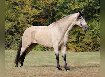 Tennessee walking horse, Gelding, 11 years, 16,1 hh, Buckskin