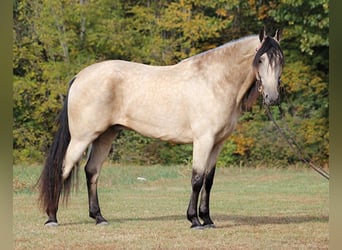Tennessee walking horse, Gelding, 11 years, 16,1 hh, Buckskin