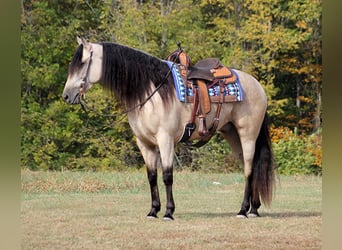 Tennessee walking horse, Gelding, 11 years, 16,1 hh, Buckskin