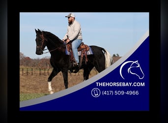 Tennessee walking horse, Gelding, 11 years, Black