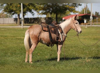 Tennessee walking horse, Gelding, 11 years, Palomino