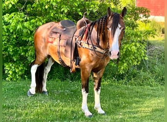 Tennessee walking horse, Gelding, 11 years, Roan-Bay