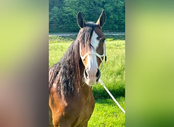 Tennessee walking horse, Gelding, 11 years, Roan-Bay