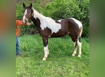 Tennessee walking horse, Gelding, 12 years, 12 hh, Black