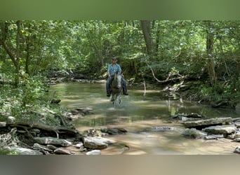 Tennessee walking horse, Gelding, 12 years, 14,1 hh, Grey