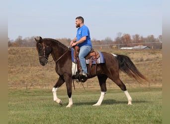 Tennessee walking horse, Gelding, 12 years, 15.2 hh, Tobiano-all-colors