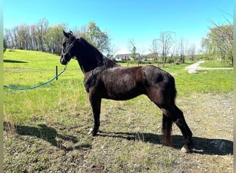 Tennessee walking horse, Gelding, 12 years, 15 hh, Black