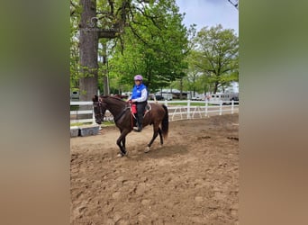 Tennessee walking horse, Gelding, 12 years, 15 hh, Black