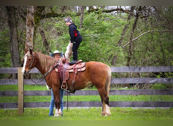 Tennessee walking horse, Gelding, 12 years, 15 hh, Brown Falb mold