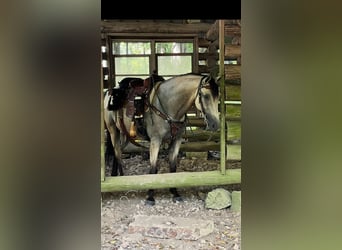 Tennessee walking horse, Gelding, 12 years, 15 hh, Buckskin