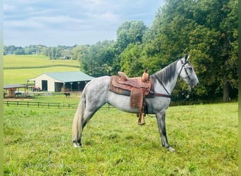 Tennessee walking horse, Gelding, 12 years, 15 hh, Gray