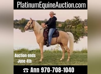 Tennessee walking horse, Gelding, 12 years, 15 hh, Palomino