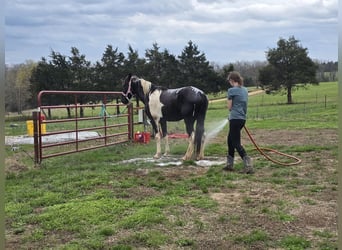 Tennessee walking horse, Gelding, 12 years, 15 hh, Tobiano-all-colors