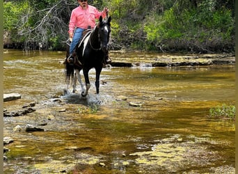 Tennessee walking horse, Gelding, 12 years, 15 hh, Tobiano-all-colors