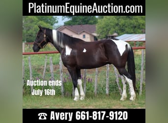 Tennessee walking horse, Gelding, 12 years, 15 hh, Tobiano-all-colors