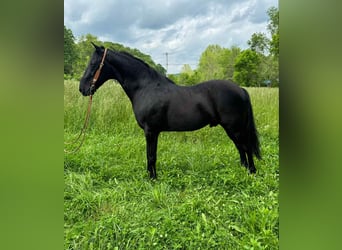 Tennessee walking horse, Gelding, 12 years, 15,1 hh, Black