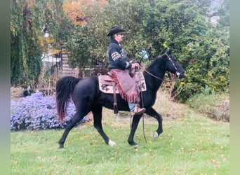 Tennessee walking horse, Gelding, 12 years, 15,1 hh, Black