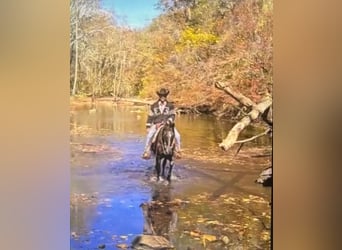 Tennessee walking horse, Gelding, 12 years, 15,1 hh, Black