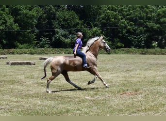 Tennessee walking horse, Gelding, 12 years, 15,1 hh, Palomino