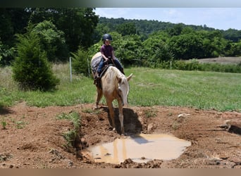 Tennessee walking horse, Gelding, 12 years, 15,1 hh, Palomino