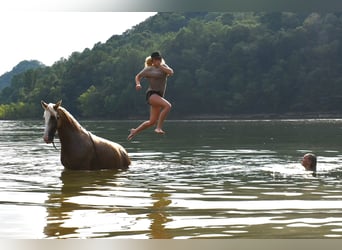 Tennessee walking horse, Gelding, 12 years, 15,1 hh, Palomino