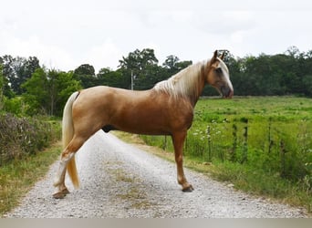 Tennessee walking horse, Gelding, 12 years, 15,1 hh, Palomino