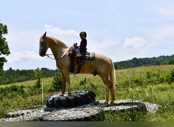 Tennessee walking horse, Gelding, 12 years, 15,1 hh, Palomino