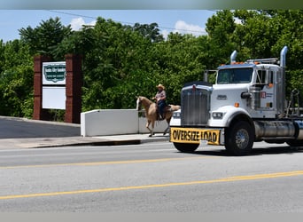 Tennessee walking horse, Gelding, 12 years, 15,1 hh, Palomino