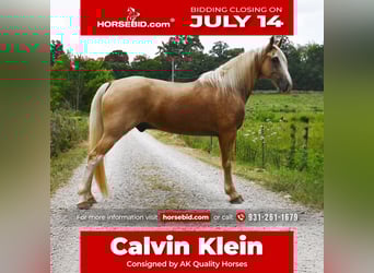 Tennessee walking horse, Gelding, 12 years, 15,1 hh, Palomino