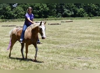 Tennessee walking horse, Gelding, 12 years, 15,1 hh, Palomino
