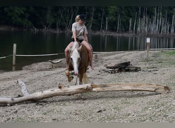 Tennessee walking horse, Gelding, 12 years, 15,1 hh, Palomino