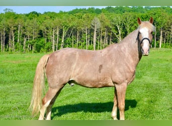 Tennessee walking horse, Gelding, 12 years, 16 hh, Roan-Red