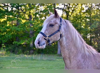 Tennessee walking horse, Gelding, 12 years, 16 hh, Roan-Red