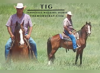 Tennessee walking horse, Gelding, 12 years, Bay