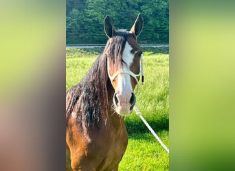 Tennessee walking horse, Gelding, 12 years, Roan-Bay