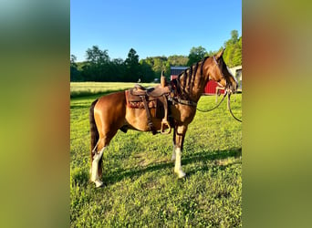 Tennessee walking horse, Gelding, 12 years, Roan-Bay